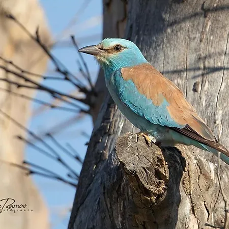 L'oiseau Bleu Rollier 4*
